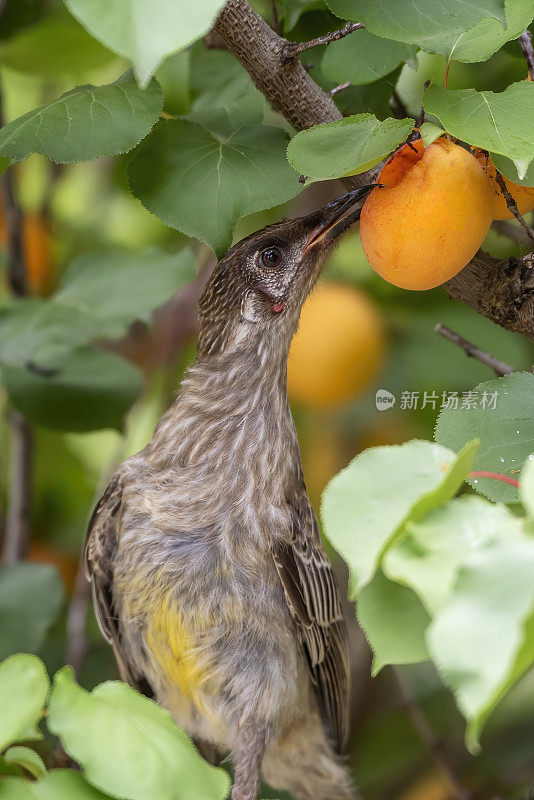 红荆棘鸟（Anthochaera carunculata）